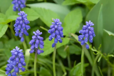 🌱💙🌱💙🌱💙🌱💙🌱 Мускари, или мышиный гиацинт, или гадючий лук (семейство  лилейные). Милейшее весеннее… | Instagram