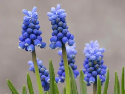 Гадючий лук - Pink Sunrise - Muscari – Garden Seeds Market | Бесплатная  доставка