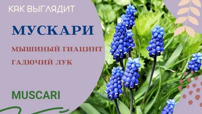 Гадючий Лук — стоковые фотографии и другие картинки Гадючий лук - Гадючий  лук, Цветочная луковица, Близко к - iStock