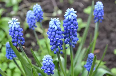Гадючий лук (Muscari) — описание, выращивание, фото | на LePlants.ru