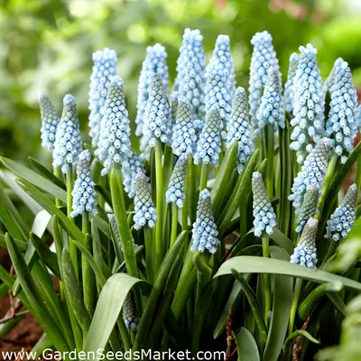 Grape hyacinth * Muscari * Мускари * Мышиный гиацинт * Гад… | Flickr