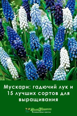 Muscari botryoides (L.) Mill., Гадючий лук (World flora) - Pl@ntNet identify