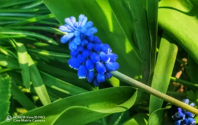 Мышиный гиацин/гадючий лук/или мускари. Photos | Adobe Stock