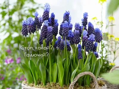 Мускари / Мышиный гиацинт / Гадючий лук / Muscari - YouTube