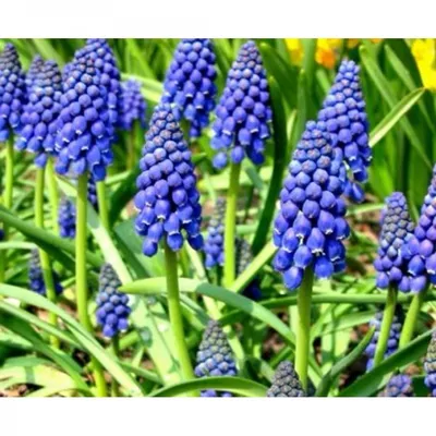 Гадючий лук - Artist - пакет из 10 штук - Muscari – Garden Seeds Market |  Бесплатная доставка