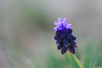 Гадючий лук - Ester - пакет из 10 штук - Muscari – Garden Seeds Market |  Бесплатная доставка