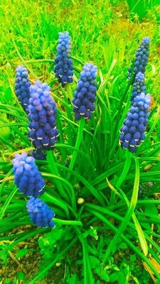 Скачать обои цветы, размытость, гадючий лук, мускари, flowers разрешение  1920x1080 #46387
