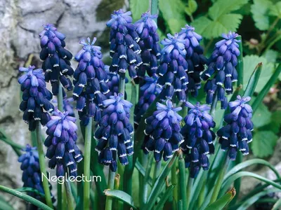 Wildherbs - С детства люблю эти цветы за название. Мышиный гиацинт или Гадючий  лук (lat. Muscari). Мне всегда больше нравилось именно - мышиный гиацинт  😊. Представляла как маленькие мышки срывали на полях