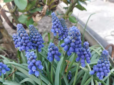 Фотография Гадючий лук незамеченный (Muscari neglectum) автора Darkina фото  №22564 смотреть на ФотоПризер.ру