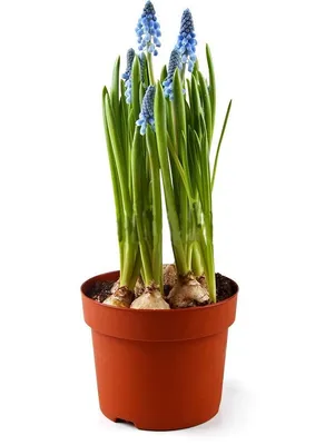 🌷Мускари (гадючий лук, мышиный гиацинт) — Нежность и красота в «одном  флаконе\"😍 Это растение может долго расти на одном месте, создавая… |  Instagram