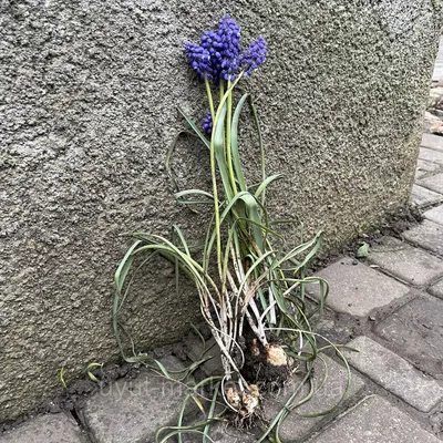 Гадючий лук - Blue Spike - пакет из 10 штук - Muscari – Garden Seeds Market  | Бесплатная доставка