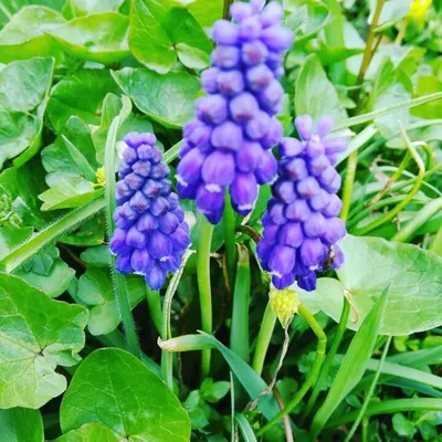 Muscari - Гадючий лук - Мышиный гиацинт | Пикабу