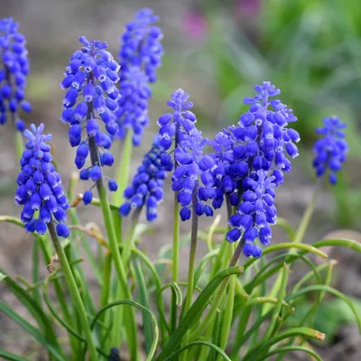 Ботаничка on X: \"Просто Мускари армянский (Muscari armeniacum), или Гадючий  лук, или Мышиный гиацинт. http://t.co/XW6H75IiMy\" / X