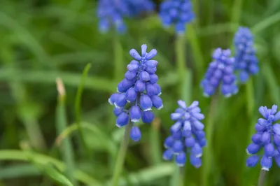🌱💙🌱💙🌱💙🌱💙🌱 Мускари, или мышиный гиацинт, или гадючий лук (семейство  лилейные). Милейшее весеннее… | Instagram