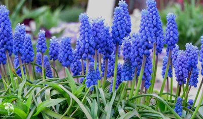 Мышиный гиацинт гроздевидный (Muscari botryoides) - PictureThis