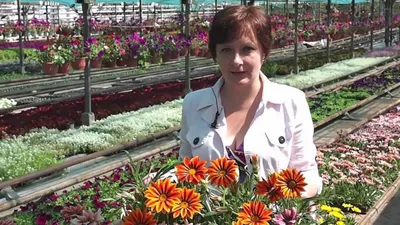 Купить однолетние цветы цветущие всё лето для дачи, сада дешево.  Проверенный магазин рассады однолетних цветов, саженцев по низкой цене