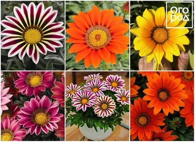 Низкорослые садовые цветы однолетники - 72 фото