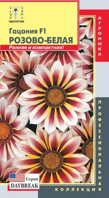 Газания (Гацания) Садовая звезда, купить саженцы Газании (Гацании) Садовая  звезда в Москве в питомнике недорого!