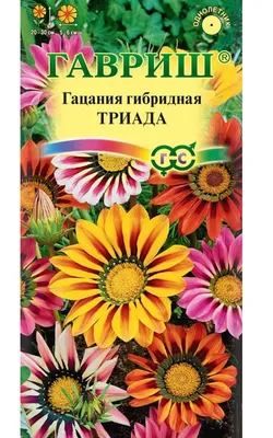 Газания (Гацания) - «Украшение сада на весь сезон» | отзывы