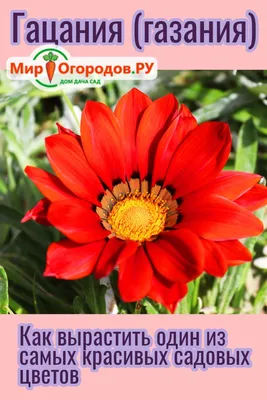Как вырастить гацанию