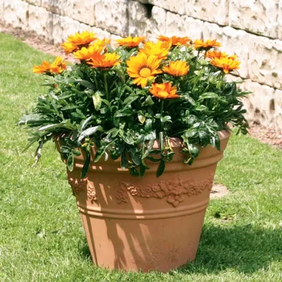 Гацания (Газания),... - Garden center Petunia Tbilisi | Facebook