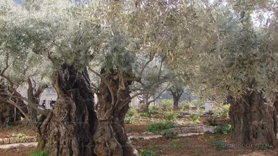 Гефсиманский сад IsraelBooking