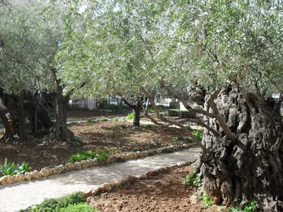 Гефсиманский сад - iTravelJerusalem