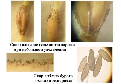 Твёрдая головня пшеницы – болезни растений