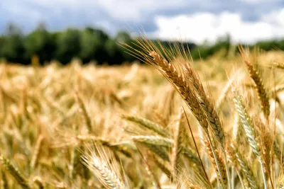 Фунгицидная защита зерновых во второй половине вегетационного периода |  «Сингента» в России