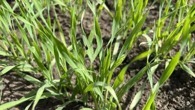 Гельминтоспориозная пятнистость листьев кукурузы (северный гельминтоспориоз)  – болезни растений