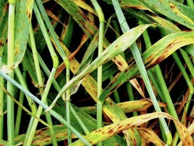 Болезни зерновых культур - рейтинг вредоносности заболеваний | Блог LNZWeb
