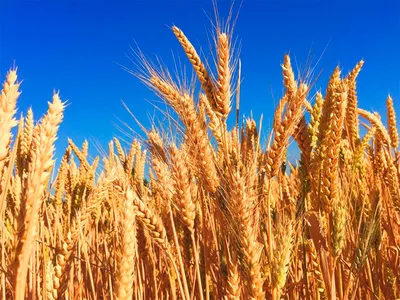 Защита озимой пшеницы от болезней LYSTERRA