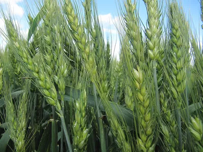 Причины высохшего колоса озимой пшеницы