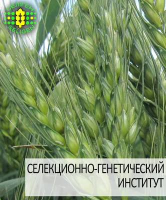 Озимая пшеница и защитные мероприятия ТД «Кирово-Чепецкой Химической  Компании» часть 3 | Торговый Дом «КЧХК»