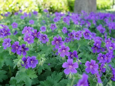 Пеларгония Зональная (Герань) (Pelargonium zonale) в кашпо — Рассада цветов  и овощей.