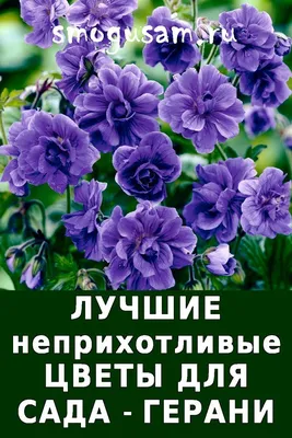 Герань или пеларгонию нельзя держать дома по этой причине | Стайлер