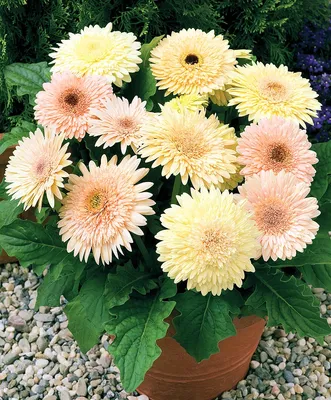 Розовый gerbera в саду стоковое фото. изображение насчитывающей завод -  182950028