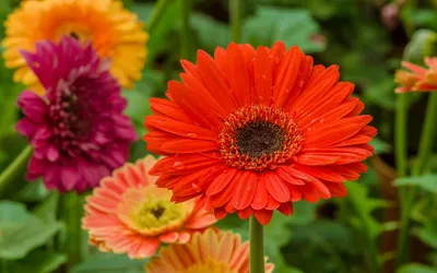 Discover the versatility of Gerbera - Decorum