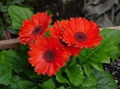 Download Wallpaper 1920x1080 gerbera, flower, flowerbed, different, fresh  herbs Full HD 1080p HD Background
