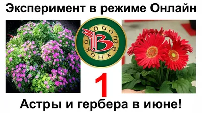 Вид Сверху На Белую Герберу В Саду — стоковые фотографии и другие картинки  Белый - Белый, Гербера, Астровые - iStock