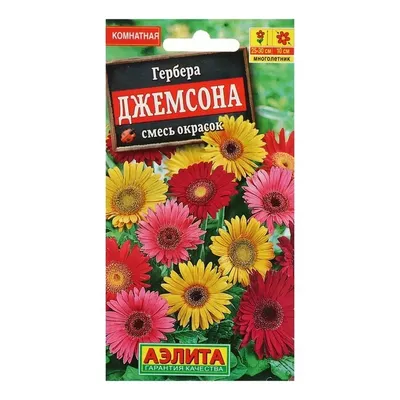 Гербера - привлекательный вариант для современной клумбы на фото