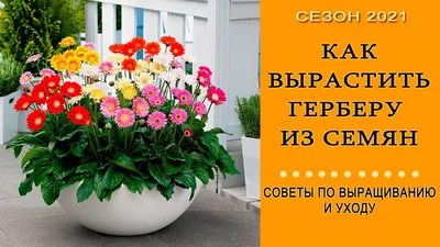 Гербера ø12 h25 см по цене 237 ₽/шт. купить в Клину в интернет-магазине  Леруа Мерлен