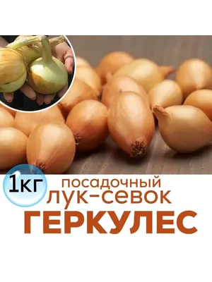 🌱 Лук Репчатый Геркулес по цене от 250 руб: луковицы - купить в Москве с  доставкой - интернет-магазин Все Сорта