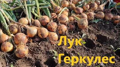 Лук-севок Геркулес 0,5 кг купить недорого в интернет-магазине товаров для  сада Бауцентр