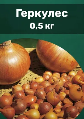 Лук-севок Геркулес 0,5 кг купить недорого в интернет-магазине товаров для  сада Бауцентр