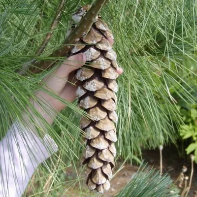 Сосна гималайская (Pinus wallichiana) — НКО \"NORD-NUC\"