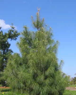 Сосна гималайская (Pinus wallichiana) — НКО \"NORD-NUC\"