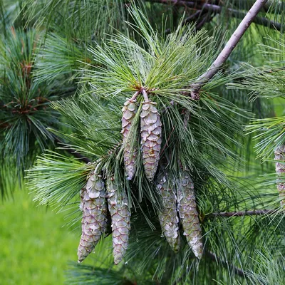 Сосна гималайская СЕМЕНА (Pinus wallichiana) Натуральные семена сосны для  проращивания (10 семян) | AliExpress