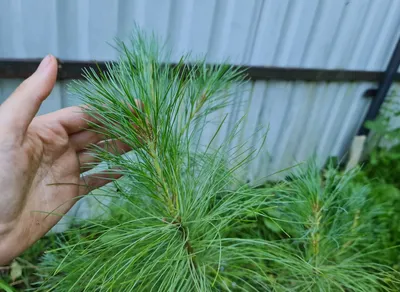 Сосна Гималайская - Сосна Валлиха (лат. Pinus Excelsa) СЕМЕНА 15шт +  подарок | AliExpress