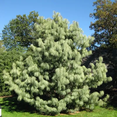 Сосна гималайская (pinus wallichiana)